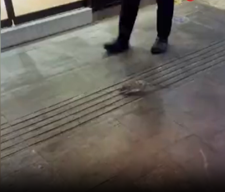 İzmir'de çöp dağları Karşıyaka'ya uzandı, sokaklarda fareler cirit attı